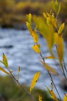 Autumn willows
