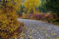Fallen leaves