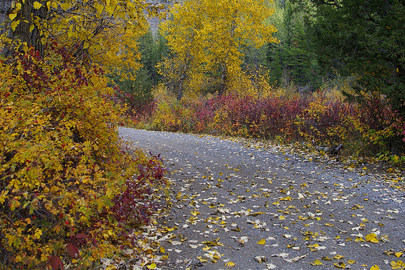 Fallen leaves
