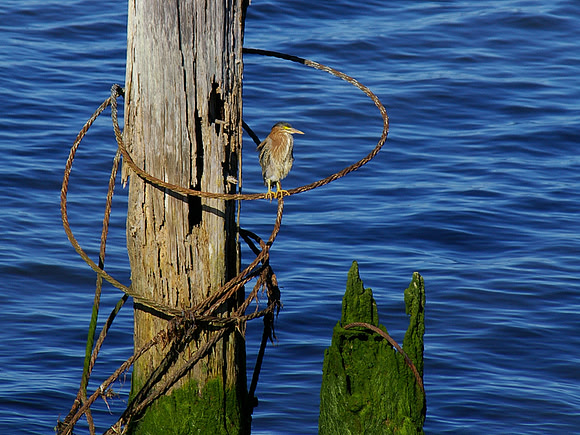 Cover ~ Bird on piling