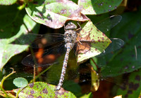 April ~ Dragonfly