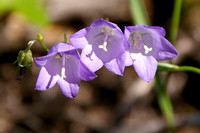 Harebell trio