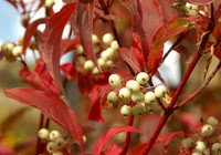 November