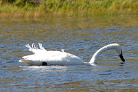 Swan feeding