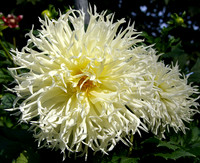Crazy dahlia