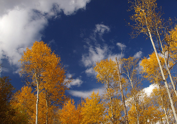 Skyward