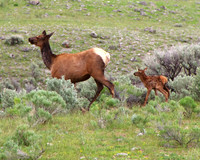 Baby in tow