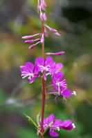 Camas