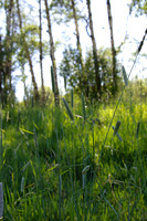 Grass and aspens
