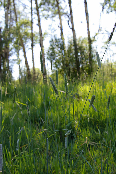 Grass and aspens
