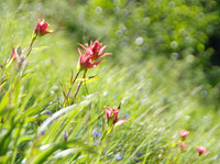 Indian paintbrush