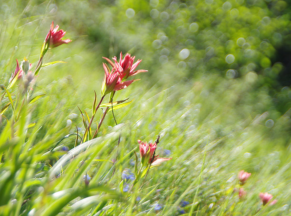 Indian paintbrush