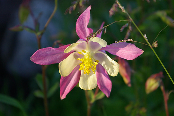 Purple columbine