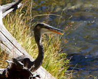 Blue heron