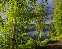Evening aspens