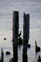 Sunset bird