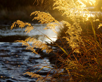 Autumn grass