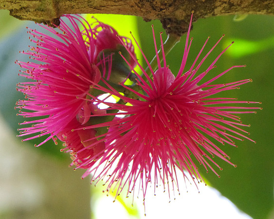 Pink Lehua flower