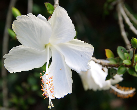White hibiscus