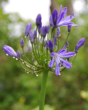 Lily of the Nile