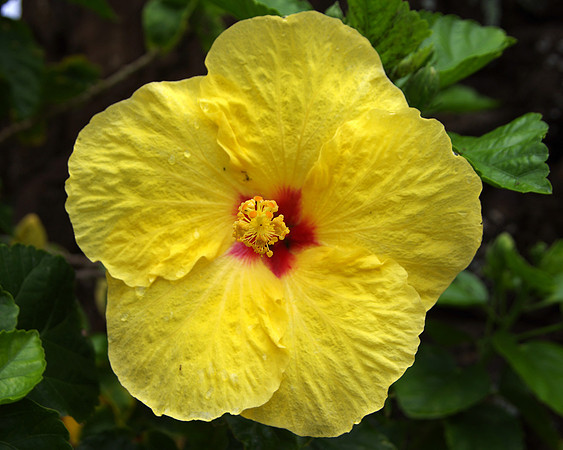 Yellow hibiscus