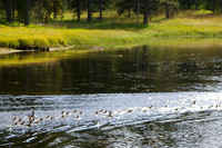 Ducks