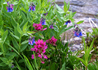 Wildflowers