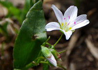 Springbeauty