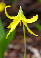 Glacier lily