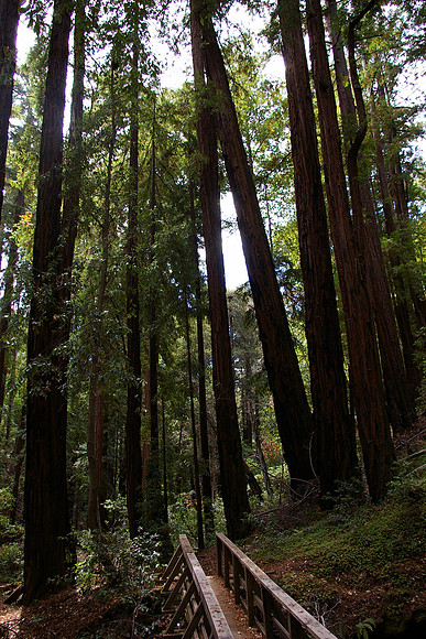 Redwoods