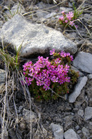 Pink moss