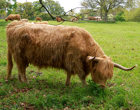 Scottish Highland cow