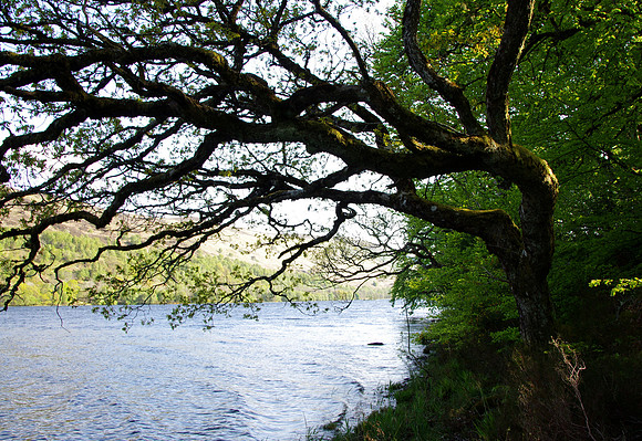 Glen Albyn