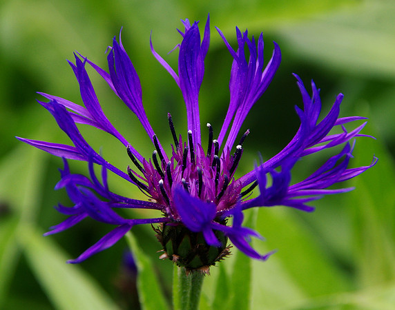 Cornflower