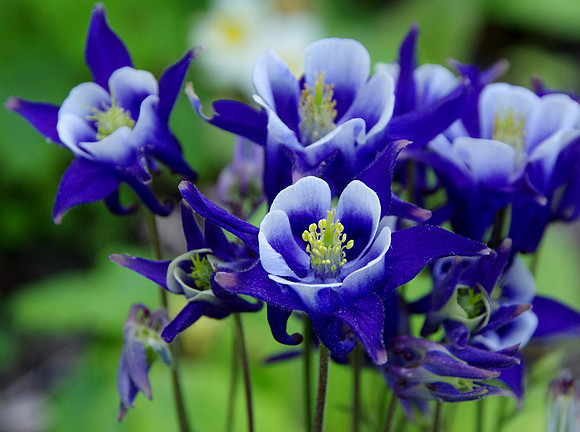 Columbine