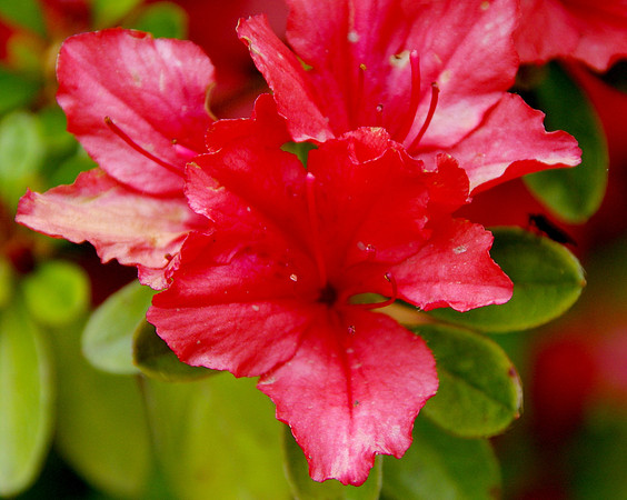 Red rhododenron