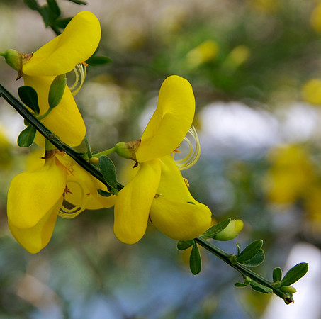 Gorse