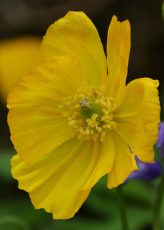 Poppy