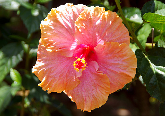 Sherbet hibiscus
