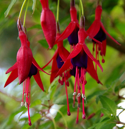 Fuschia