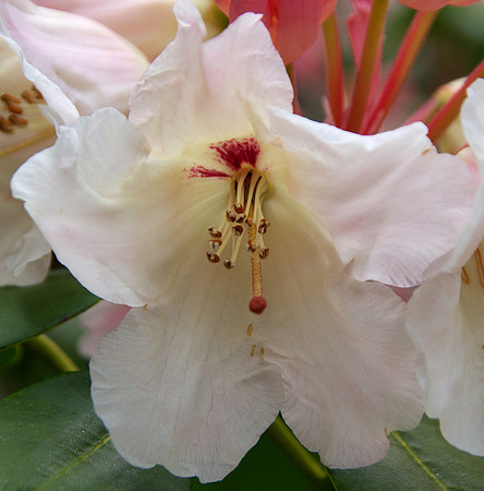 White rhododendron
