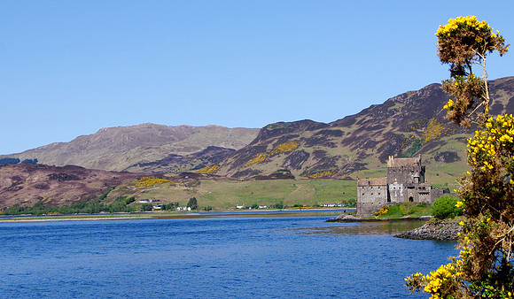 Eilean Donan Castle and gorse