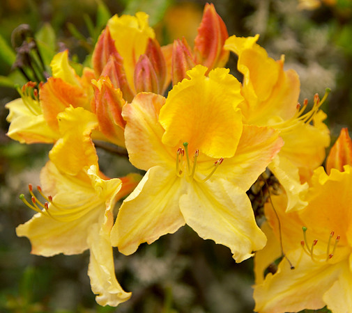 Yellow rhododendron