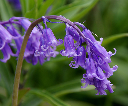 Bluebell branch