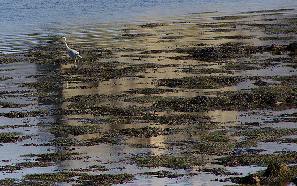 Eilean Donan egret