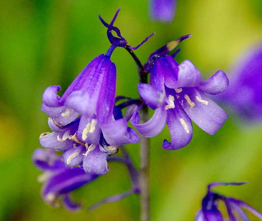 Bluebells