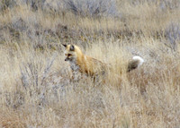 Fox pouncing