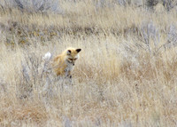 Fox staredown