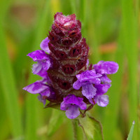 Selfheal
