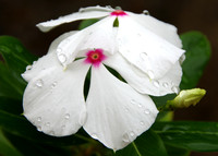 White vinca